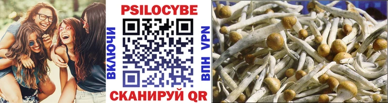нарко площадка клад Гаджиево Псилоцибиновые грибы Psilocybine cubensis